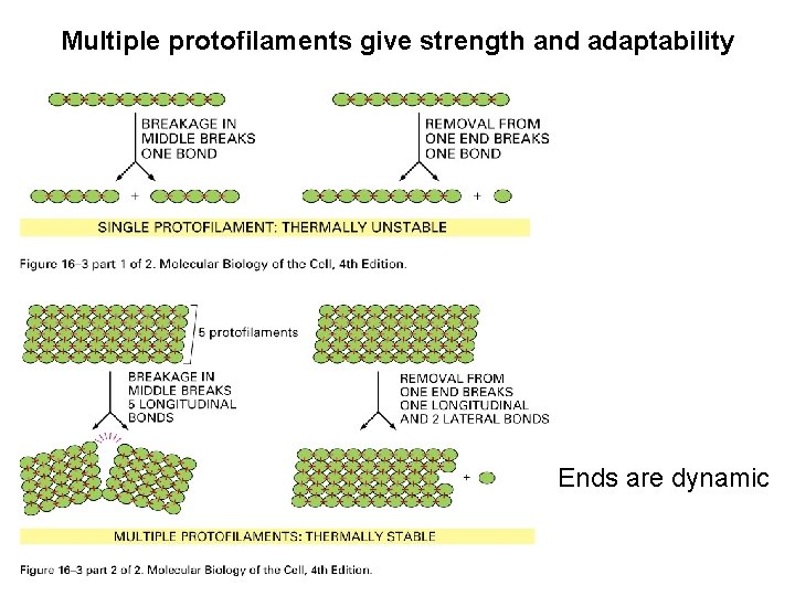 Multiple protofilaments give strength and adaptability Ends are dynamic 