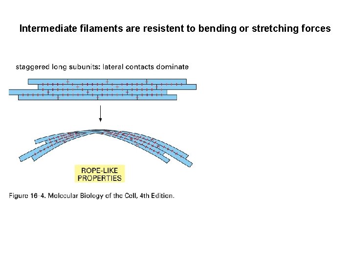 Intermediate filaments are resistent to bending or stretching forces 