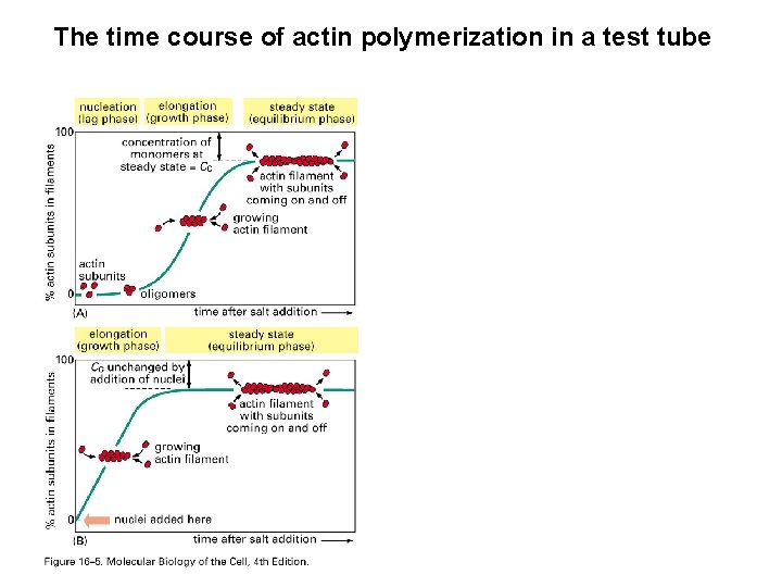 The time course of actin polymerization in a test tube 