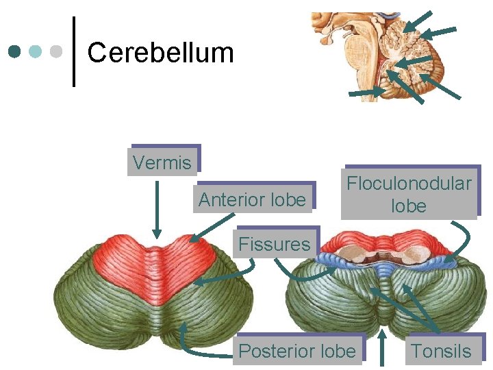 Cerebellum Vermis Anterior lobe Floculonodular lobe Fissures Posterior lobe Tonsils Cerebellum Vermis Anterior lobe Floculonodular lobe Fissures Posterior lobe Tonsils