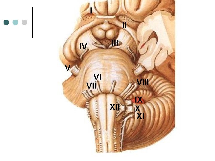 I II IV V III VI VIII XII IX X XI I II IV V III VI VIII XII IX X XI
