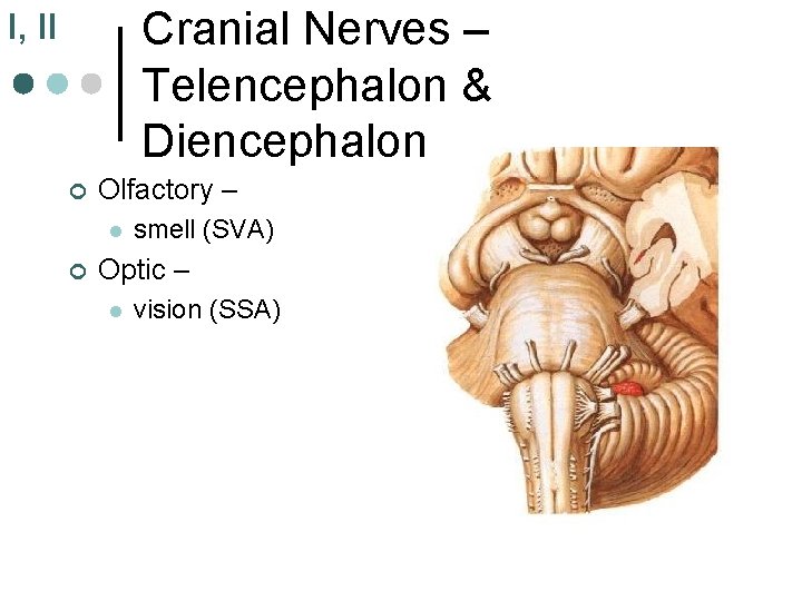 Cranial Nerves – Telencephalon & Diencephalon I, II ¢ Olfactory – l ¢ smell Cranial Nerves – Telencephalon & Diencephalon I, II ¢ Olfactory – l ¢ smell