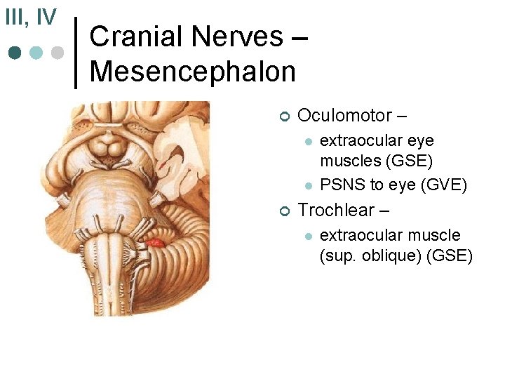 III, IV Cranial Nerves – Mesencephalon ¢ Oculomotor – l l ¢ extraocular eye III, IV Cranial Nerves – Mesencephalon ¢ Oculomotor – l l ¢ extraocular eye
