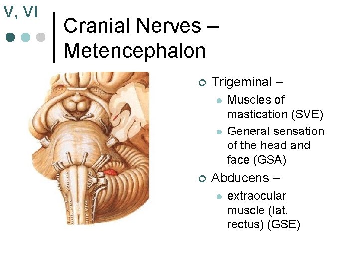V, VI Cranial Nerves – Metencephalon ¢ Trigeminal – l l ¢ Muscles of V, VI Cranial Nerves – Metencephalon ¢ Trigeminal – l l ¢ Muscles of