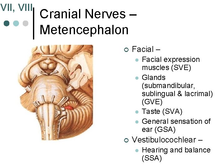 VII, VIII Cranial Nerves – Metencephalon ¢ Facial – l l ¢ Facial expression VII, VIII Cranial Nerves – Metencephalon ¢ Facial – l l ¢ Facial expression