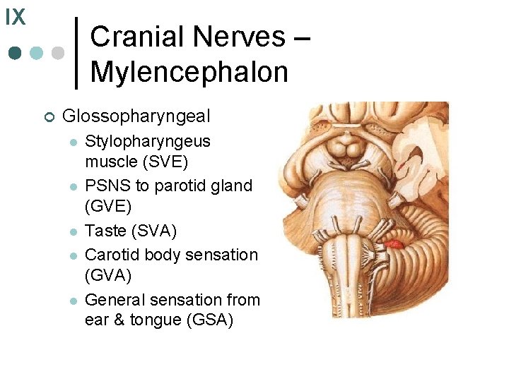 IX Cranial Nerves – Mylencephalon ¢ Glossopharyngeal l l Stylopharyngeus muscle (SVE) PSNS to IX Cranial Nerves – Mylencephalon ¢ Glossopharyngeal l l Stylopharyngeus muscle (SVE) PSNS to