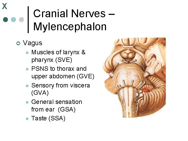 X Cranial Nerves – Mylencephalon ¢ Vagus l l l Muscles of larynx & X Cranial Nerves – Mylencephalon ¢ Vagus l l l Muscles of larynx &