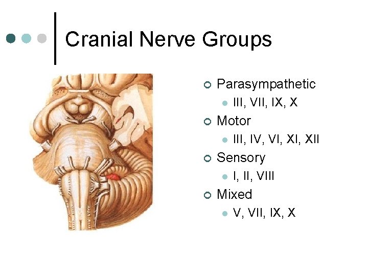 Cranial Nerve Groups ¢ Parasympathetic l ¢ Motor l ¢ III, IV, VI, XII Cranial Nerve Groups ¢ Parasympathetic l ¢ Motor l ¢ III, IV, VI, XII