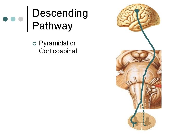Descending Pathway ¢ Pyramidal or Corticospinal Descending Pathway ¢ Pyramidal or Corticospinal
