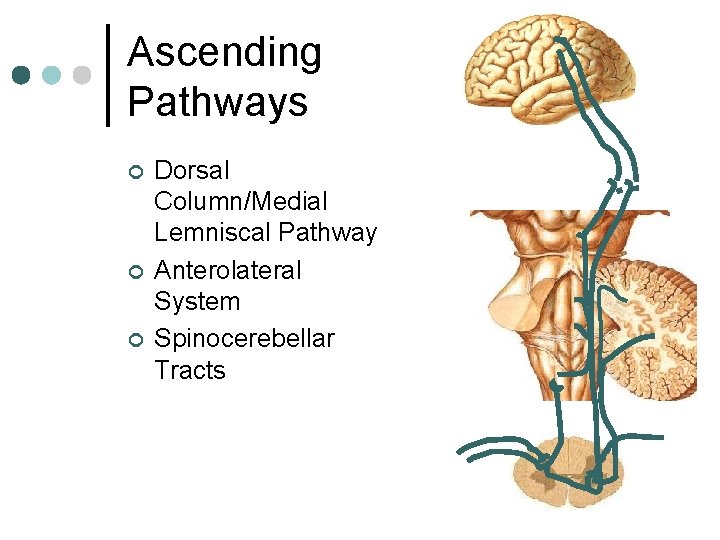 Ascending Pathways ¢ ¢ ¢ Dorsal Column/Medial Lemniscal Pathway Anterolateral System Spinocerebellar Tracts Ascending Pathways ¢ ¢ ¢ Dorsal Column/Medial Lemniscal Pathway Anterolateral System Spinocerebellar Tracts