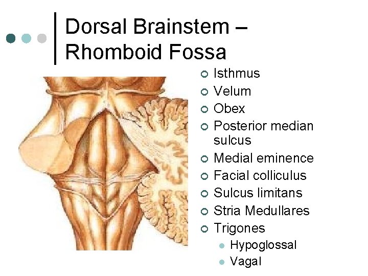 Dorsal Brainstem – Rhomboid Fossa ¢ ¢ ¢ ¢ ¢ Isthmus Velum Obex Posterior Dorsal Brainstem – Rhomboid Fossa ¢ ¢ ¢ ¢ ¢ Isthmus Velum Obex Posterior