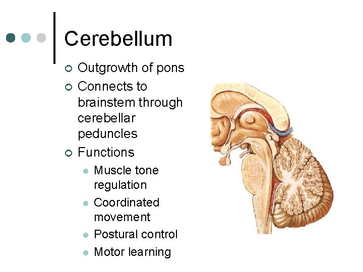 Cerebellum ¢ ¢ ¢ Outgrowth of pons Connects to brainstem through cerebellar peduncles Functions Cerebellum ¢ ¢ ¢ Outgrowth of pons Connects to brainstem through cerebellar peduncles Functions