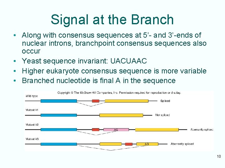 Signal at the Branch • Along with consensus sequences at 5’- and 3’-ends of