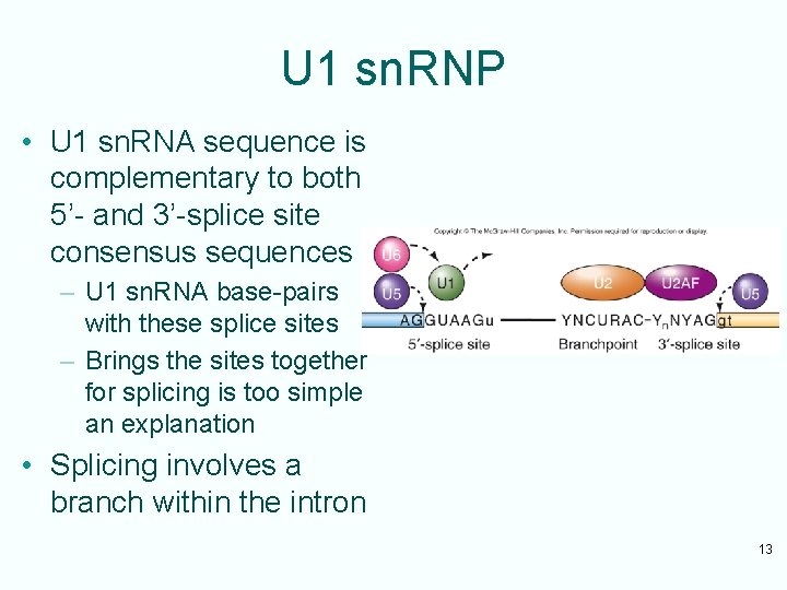 U 1 sn. RNP • U 1 sn. RNA sequence is complementary to both