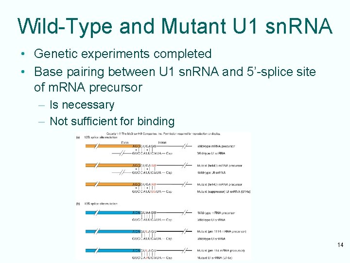 Wild-Type and Mutant U 1 sn. RNA • Genetic experiments completed • Base pairing