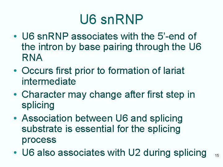 U 6 sn. RNP • U 6 sn. RNP associates with the 5’-end of