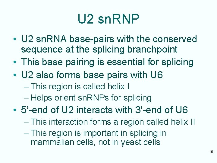 U 2 sn. RNP • U 2 sn. RNA base-pairs with the conserved sequence