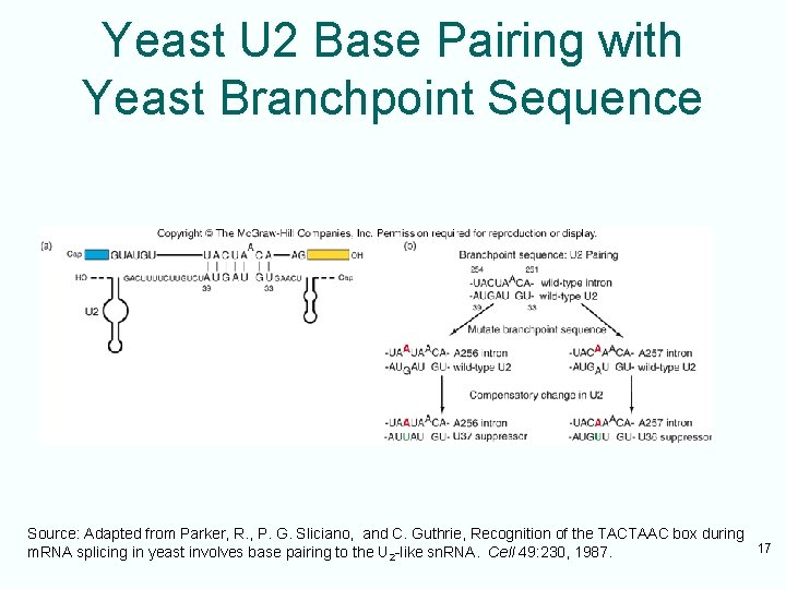 Yeast U 2 Base Pairing with Yeast Branchpoint Sequence Source: Adapted from Parker, R.