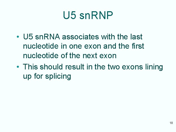 U 5 sn. RNP • U 5 sn. RNA associates with the last nucleotide