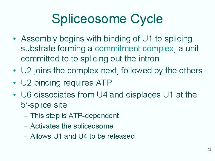 Spliceosome Cycle • Assembly begins with binding of U 1 to splicing substrate forming