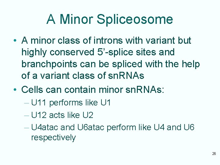 A Minor Spliceosome • A minor class of introns with variant but highly conserved