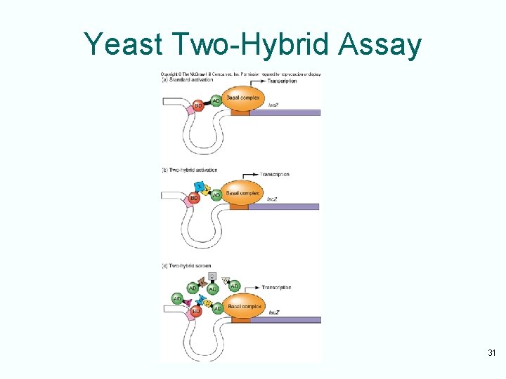 Yeast Two-Hybrid Assay 31 