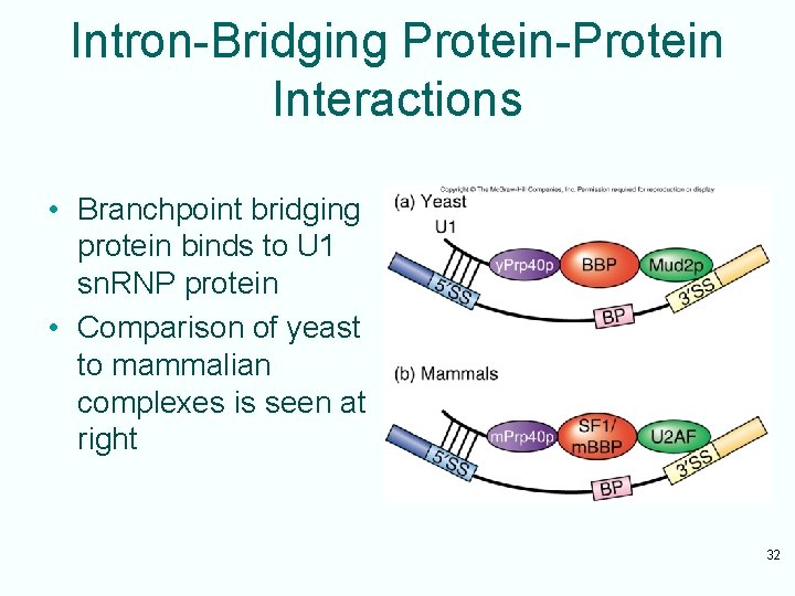 Intron-Bridging Protein-Protein Interactions • Branchpoint bridging protein binds to U 1 sn. RNP protein