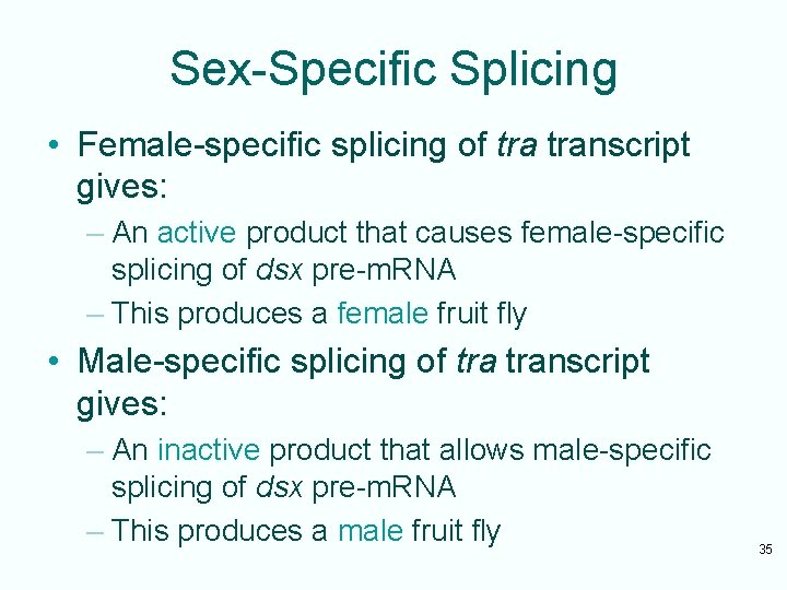 Sex-Specific Splicing • Female-specific splicing of transcript gives: – An active product that causes