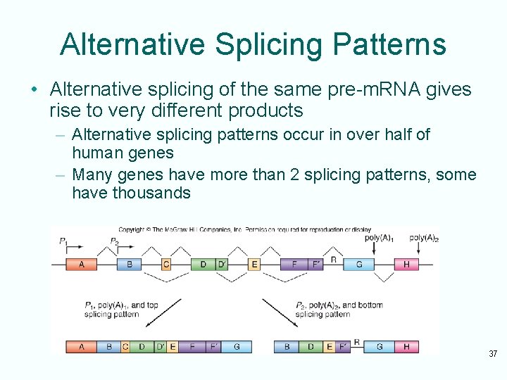 Alternative Splicing Patterns • Alternative splicing of the same pre-m. RNA gives rise to