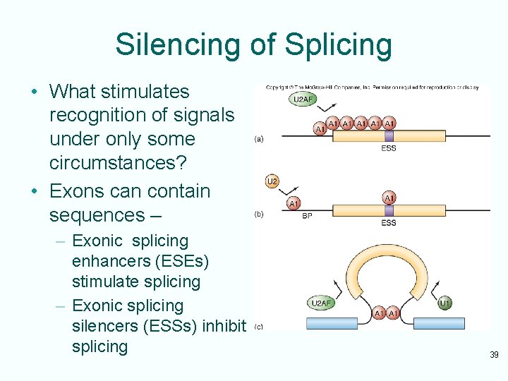 Silencing of Splicing • What stimulates recognition of signals under only some circumstances? •