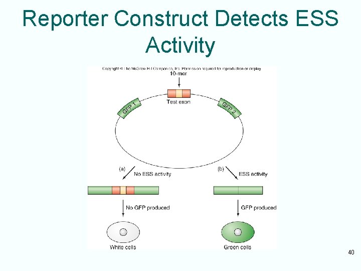 Reporter Construct Detects ESS Activity 40 