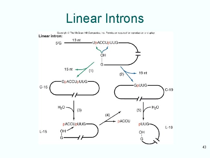 Linear Introns 43 