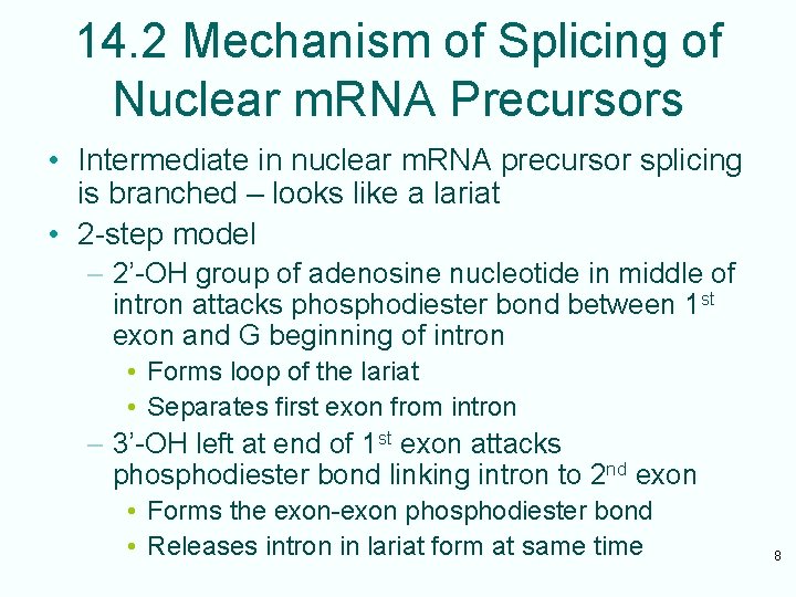 14. 2 Mechanism of Splicing of Nuclear m. RNA Precursors • Intermediate in nuclear