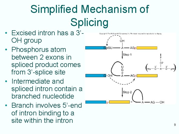 Simplified Mechanism of Splicing • Excised intron has a 3’OH group • Phosphorus atom