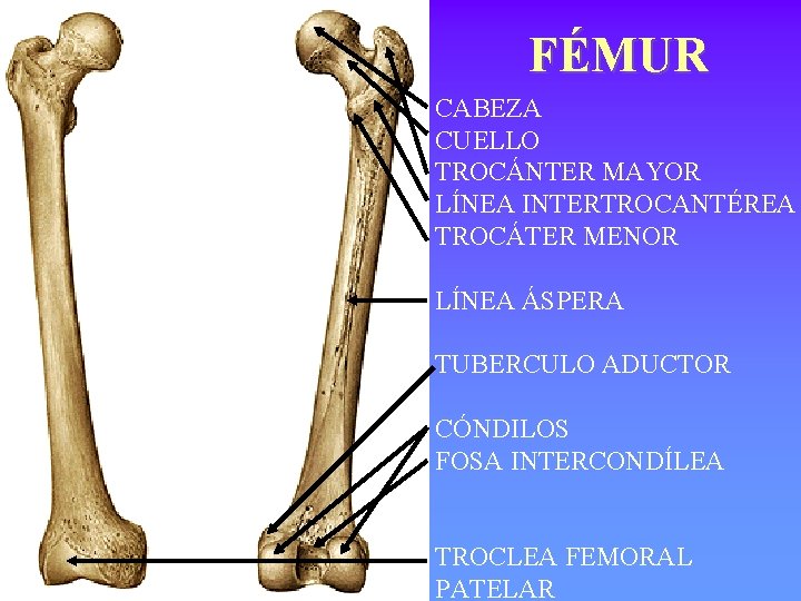 FÉMUR CABEZA CUELLO TROCÁNTER MAYOR LÍNEA INTERTROCANTÉREA TROCÁTER MENOR LÍNEA ÁSPERA TUBERCULO ADUCTOR CÓNDILOS