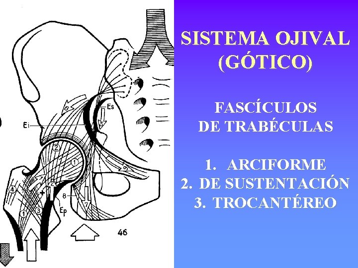 SISTEMA OJIVAL (GÓTICO) FASCÍCULOS DE TRABÉCULAS 1. ARCIFORME 2. DE SUSTENTACIÓN 3. TROCANTÉREO 