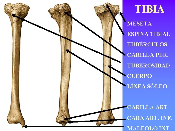 TIBIA MESETA ESPINA TIBIAL TUBÉRCULOS CARILLA PER. TUBEROSIDAD CUERPO LÍNEA SÓLEO CARILLA ART CARA