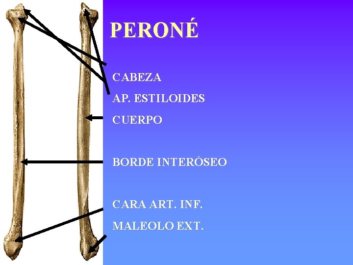 PERONÉ CABEZA AP. ESTILOIDES CUERPO BORDE INTERÓSEO CARA ART. INF. MALEOLO EXT. 