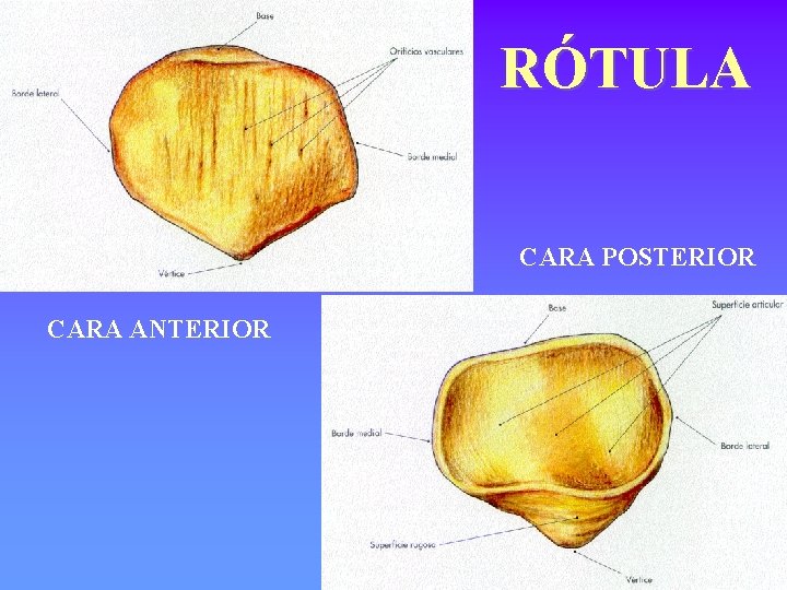 RÓTULA CARA POSTERIOR CARA ANTERIOR 