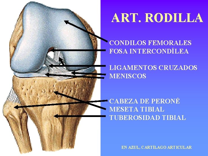 ART. RODILLA CONDILOS FEMORALES FOSA INTERCONDÍLEA LIGAMENTOS CRUZADOS MENISCOS CABEZA DE PERONÉ MESETA TIBIAL