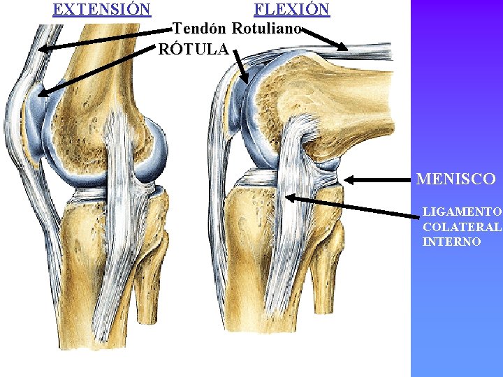 EXTENSIÓN FLEXIÓN Tendón Rotuliano RÓTULA MENISCO LIGAMENTO COLATERAL INTERNO 