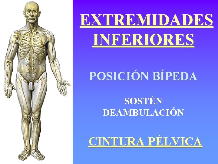 EXTREMIDADES INFERIORES POSICIÓN BÍPEDA SOSTÉN DEAMBULACIÓN CINTURA PÉLVICA 