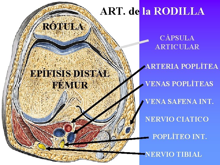 ART. de la RODILLA RÓTULA CÁPSULA ARTICULAR EPÍFISIS DISTAL FÉMUR ARTERIA POPLÍTEA VENAS POPLÍTEAS