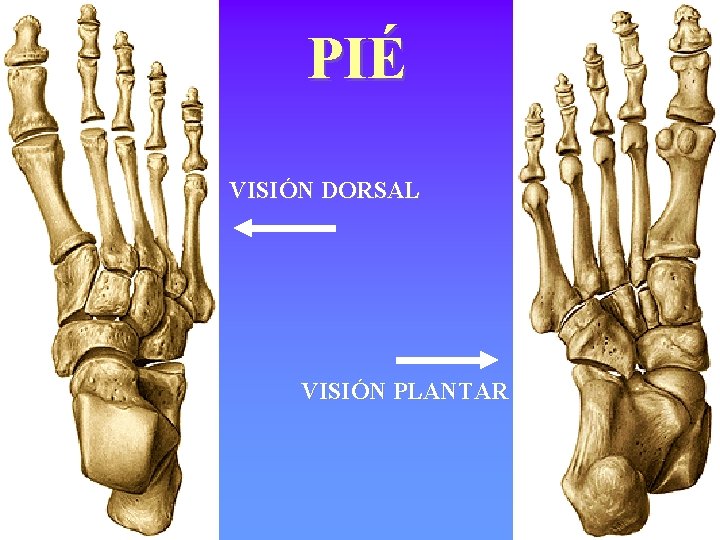 PIÉ VISIÓN DORSAL VISIÓN PLANTAR 