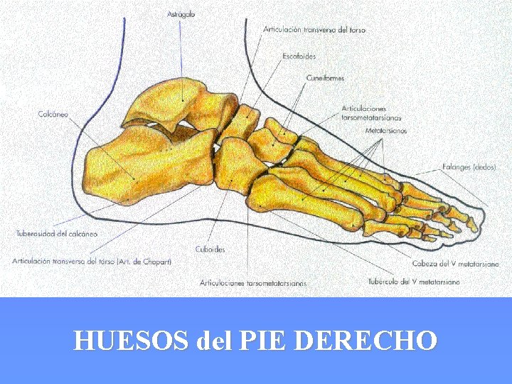 HUESOS del PIE DERECHO 