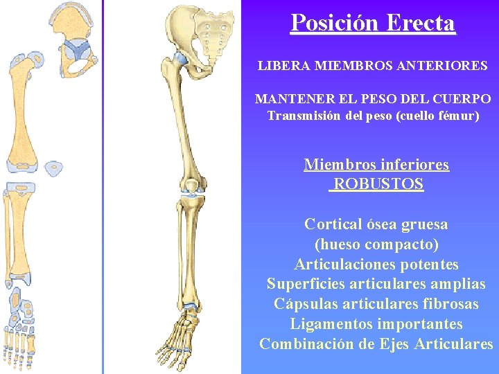 Posición Erecta LIBERA MIEMBROS ANTERIORES MANTENER EL PESO DEL CUERPO Transmisión del peso (cuello