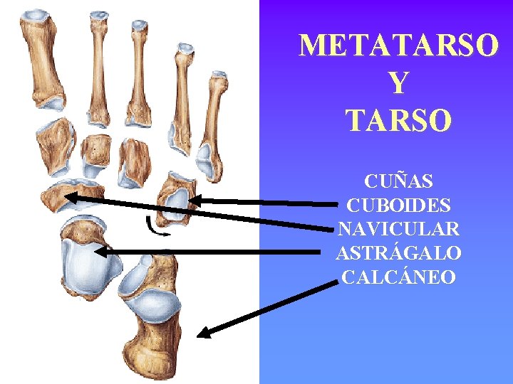 METATARSO Y TARSO CUÑAS CUBOIDES NAVICULAR ASTRÁGALO CALCÁNEO 