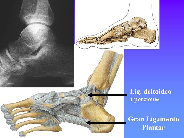 Lig. deltoideo 4 porciones Gran Ligamento Plantar 