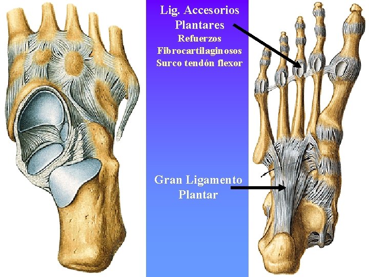 Lig. Accesorios Plantares Refuerzos Fibrocartilaginosos Surco tendón flexor Gran Ligamento Plantar 