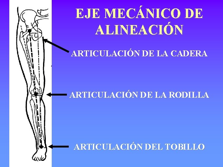 EJE MECÁNICO DE ALINEACIÓN ARTICULACIÓN DE LA CADERA ARTICULACIÓN DE LA RODILLA ARTICULACIÓN DEL